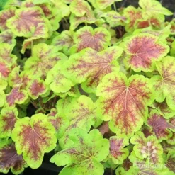 Heucherella Solar Eclipse - Foamy Bells 23 Heucherella Solar Eclipse - Foamy Bells -NatureNest Shop apo heuchera solar eclipse plants