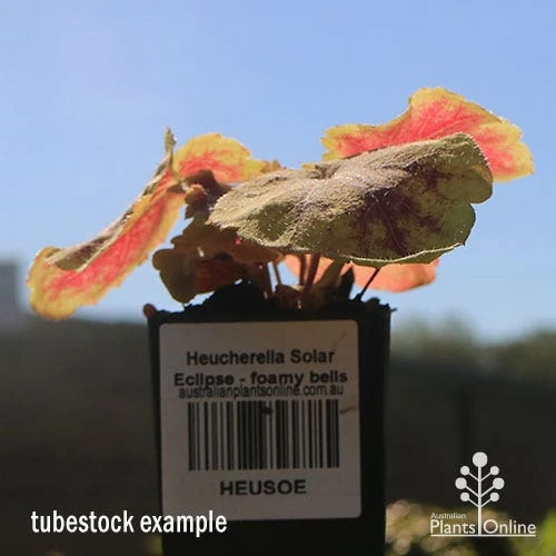 Heucherella Solar Eclipse - Foamy Bells 7 Heucherella Solar Eclipse - Foamy Bells - Image 7