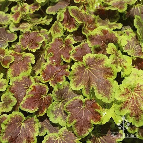 Heucherella Solar Eclipse - Foamy Bells 1 Heucherella Solar Eclipse - Foamy Bells