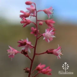 Heucherella Tapestry - Foamy Bells -NatureNest Shop apo heucherella tapestry flowers 2 1