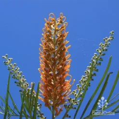 Grevillea Honey Gem 30 Grevillea Honey Gem -NatureNest Shop apo honey gem flower blue sky