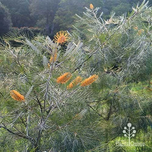 Grevillea Honey Gem 16 Grevillea Honey Gem - Image 16