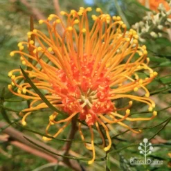 Grevillea Honey Gem 26 Grevillea Honey Gem -NatureNest Shop apo honey gem grevillea flower full open
