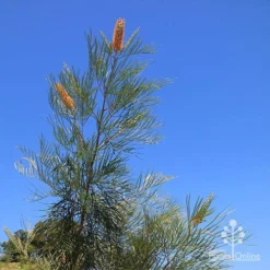 Grevillea Honey Gem 29 Grevillea Honey Gem -NatureNest Shop apo honey gem nursery blue sky