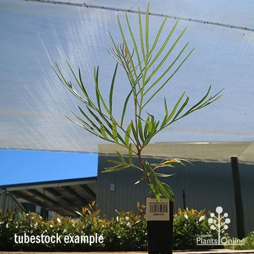 Grevillea Honey Gem 3 Grevillea Honey Gem - Image 3