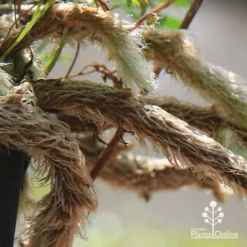 Humata - Rabbit's Foot Fern 21 Humata - Rabbit's Foot Fern -NatureNest Shop apo humata fern aerial roots close