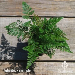 Humata - Rabbit's Foot Fern 22 Humata - Rabbit's Foot Fern -NatureNest Shop apo humata fern tubestock