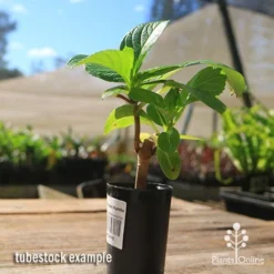 Hydrangea Ayesha 17 Hydrangea Ayesha -NatureNest Shop apo hydrangea ayesha tubestock