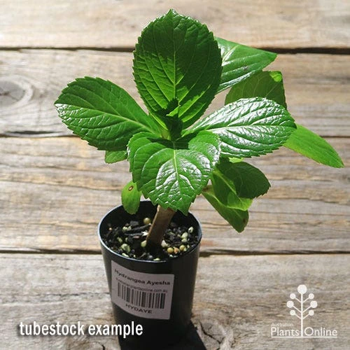 Hydrangea Ayesha 2 Hydrangea Ayesha - Image 2