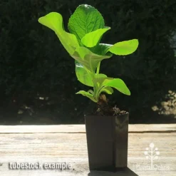 Hydrangea Assorted -NatureNest Shop apo hydrangea macrophylla tubestock