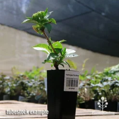 Hydrangea Pia Mina -NatureNest Shop apo hydrangea pia mina tubestock 1