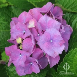 Hydrangea Assorted -NatureNest Shop apo hydrangea purple nursery