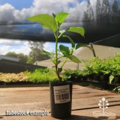 Hydrangea President R Touchard 9 Hydrangea President R Touchard -NatureNest Shop apo hydrangea touchard tubestock