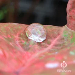 Caladium Raspberry Ripple - Angel Wings -NatureNest Shop apo hydrophobic caladium leaf