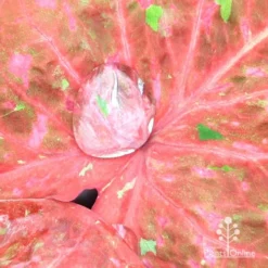 Caladium Raspberry Ripple - Angel Wings -NatureNest Shop apo hydrophobic caladium leaf2