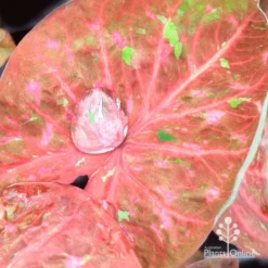 Caladium Raspberry Ripple - Angel Wings -NatureNest Shop apo hydrophobic caladium leaf3