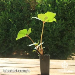 Hellebore Ice Breaker Max - Winter Rose 7 Hellebore Ice Breaker Max - Winter Rose -NatureNest Shop apo icebreaker max hellebore tubestock