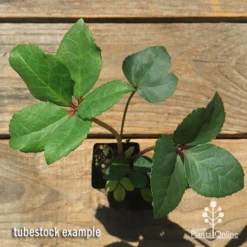 Hellebore Ice Breaker Max - Winter Rose -NatureNest Shop apo icebreaker max hellebore tubestock top 1