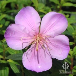 Tibouchina Illusion -NatureNest Shop apo illusion pink