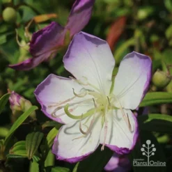Tibouchina Illusion -NatureNest Shop apo illusion tibouchina sunshine