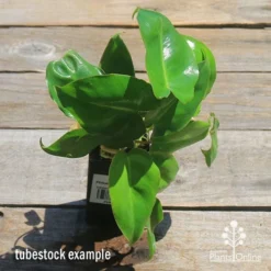 Philodendron Imbe 15 Philodendron Imbe -NatureNest Shop apo imbe philodendron tubestock top