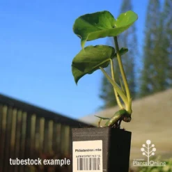 Philodendron Imbe 11 Philodendron Imbe -NatureNest Shop apo imbe tubestock blue sky