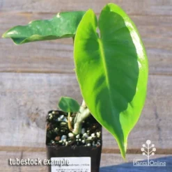 Philodendron Imbe 12 Philodendron Imbe -NatureNest Shop apo imbe tubestock fresh leaf