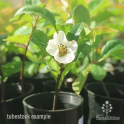 Chaenomeles Nivalis - Japanese Quince -NatureNest Shop apo japanese quince nivalis