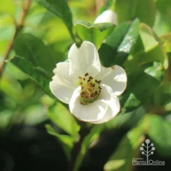 Chaenomeles Nivalis - Japanese Quince -NatureNest Shop apo japanese quince nivalis flower