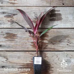 Cordyline Fruticosa John Klass Red -NatureNest Shop apo jkr tubestock