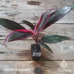 Cordyline Fruticosa John Klass Red -NatureNest Shop apo jkr tubestock above