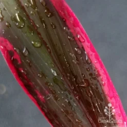 Cordyline Fruticosa John Klass Red -NatureNest Shop apo john klass leaf colour