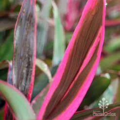 Cordyline Fruticosa John Klass Red -NatureNest Shop apo john klass red leaf