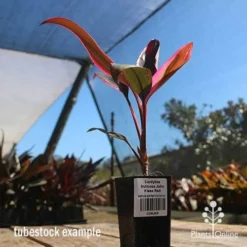 Cordyline Fruticosa John Klass Red -NatureNest Shop apo john klass tubestock blue sky