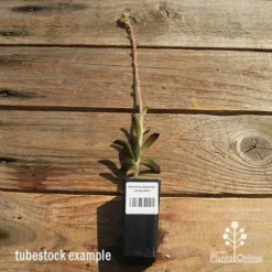 Kalanchoe Tomentosa – Panda Plant - Succulent -NatureNest Shop apo kalanchoe panda plant large size 1