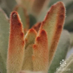 Kalanchoe Tomentosa – Panda Plant - Succulent -NatureNest Shop apo kalanchoe tomentosa furry