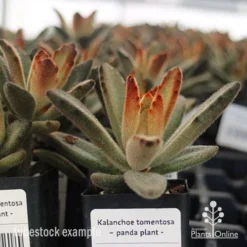 Kalanchoe Tomentosa – Panda Plant - Succulent -NatureNest Shop apo kalanchoe tomentosa tubestock plant