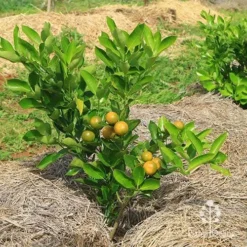 Citrus Japonica - Kumquat -NatureNest Shop apo kumquat bush with fruit