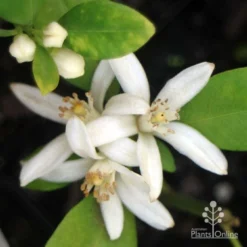 Citrus Japonica - Kumquat -NatureNest Shop apo kumquat flowers