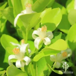 Citrus Japonica - Kumquat -NatureNest Shop apo kumquat flowers 1