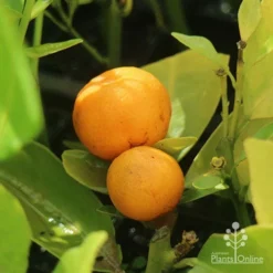 Citrus Japonica - Kumquat -NatureNest Shop apo kumquat fruits on tubestock