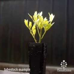 Citrus Japonica - Kumquat -NatureNest Shop apo kumquat tubestock