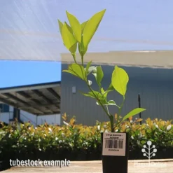 Citrus Japonica - Kumquat -NatureNest Shop apo kumquat tubestock large