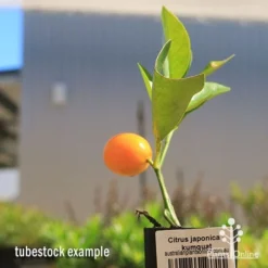 Citrus Japonica - Kumquat -NatureNest Shop apo kumquat tubestockand fruit
