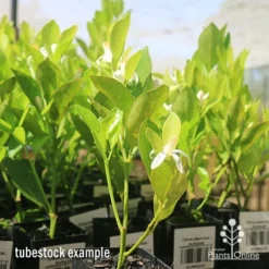 Citrus Japonica - Kumquat -NatureNest Shop apo kumquat tubestocks flowering