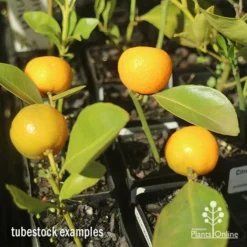 Citrus Japonica - Kumquat -NatureNest Shop apo kumquat tubestocks with fruit