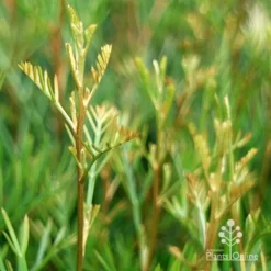 Grevillea Lana Maree 16 Grevillea Lana Maree -NatureNest Shop apo lana maree gold foliage