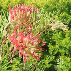 Grevillea Lana Maree 20 Grevillea Lana Maree -NatureNest Shop apo lana maree grevillea flowers2