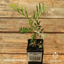 Grevillea Lana Maree 14 Grevillea Lana Maree -NatureNest Shop apo lana maree tubestock