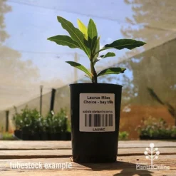 Laurus Miles Choice - Bay Tree 4 Laurus Miles Choice - Bay Tree -NatureNest Shop apo laurus miles choice tubestock